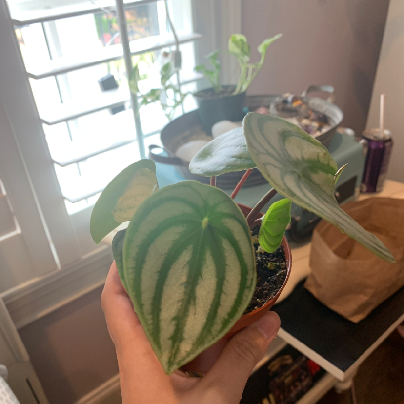 Emerald Ripple Peperomia plant with patterned leaves held by a hand, well-lit indoor setting.