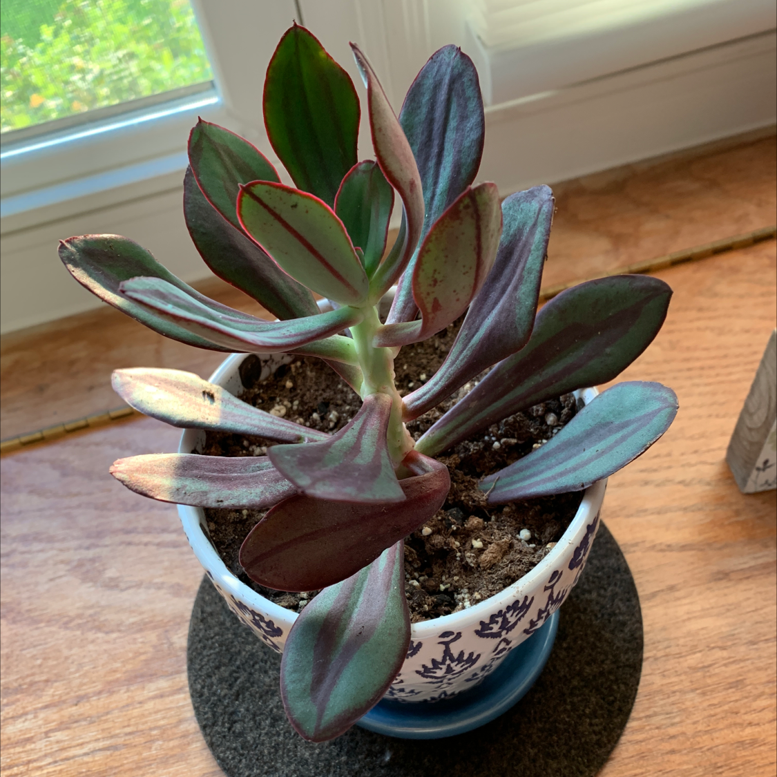 Painted Echeveria plant in a decorative pot on a coaster, healthy leaves.