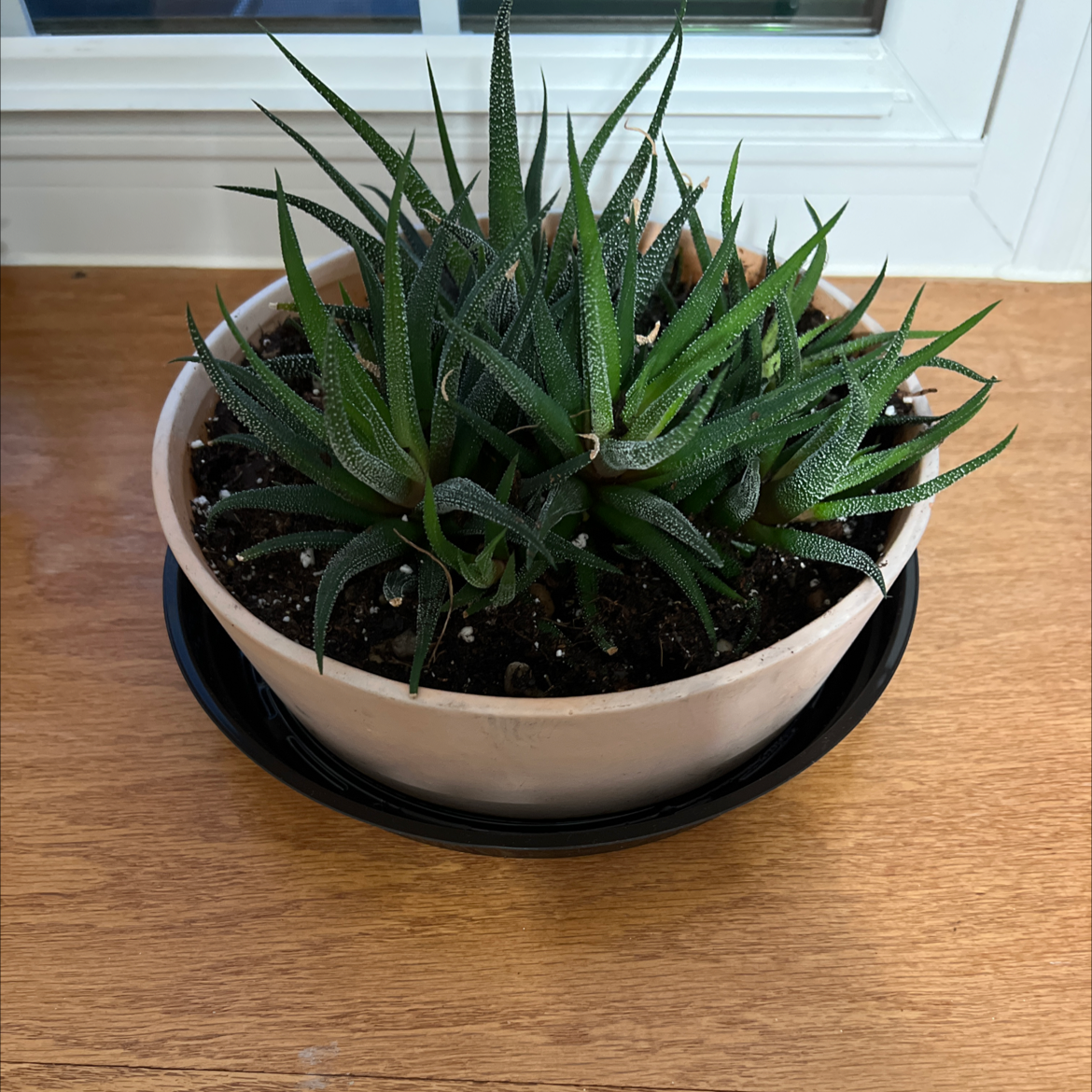 Haworthia attenuata 'Enon' plant in a pot near a window, appearing healthy.
