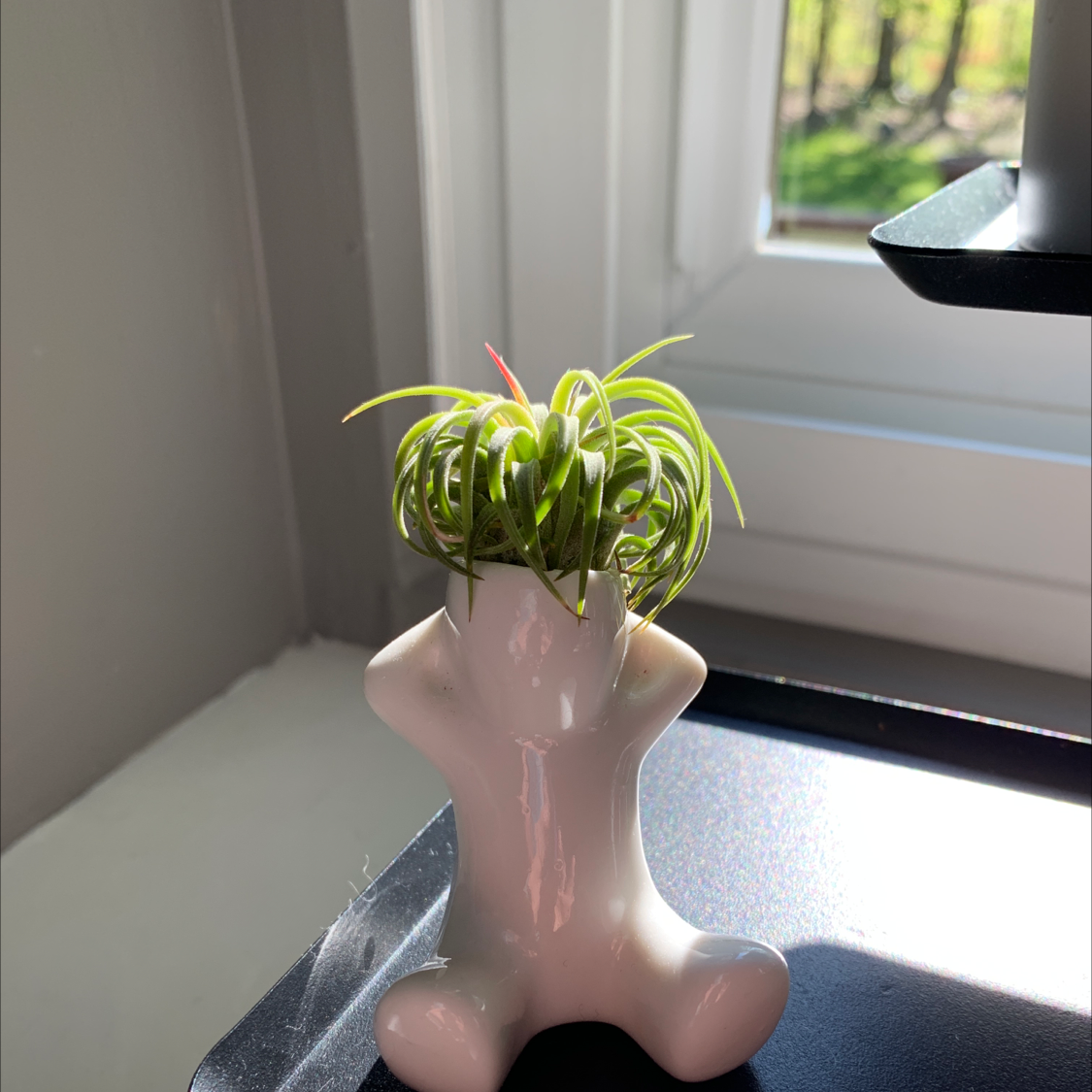 Blushing Bride Air Plant plant photo by @Lisalinae65 named Lenny on Greg, the plant care app.
