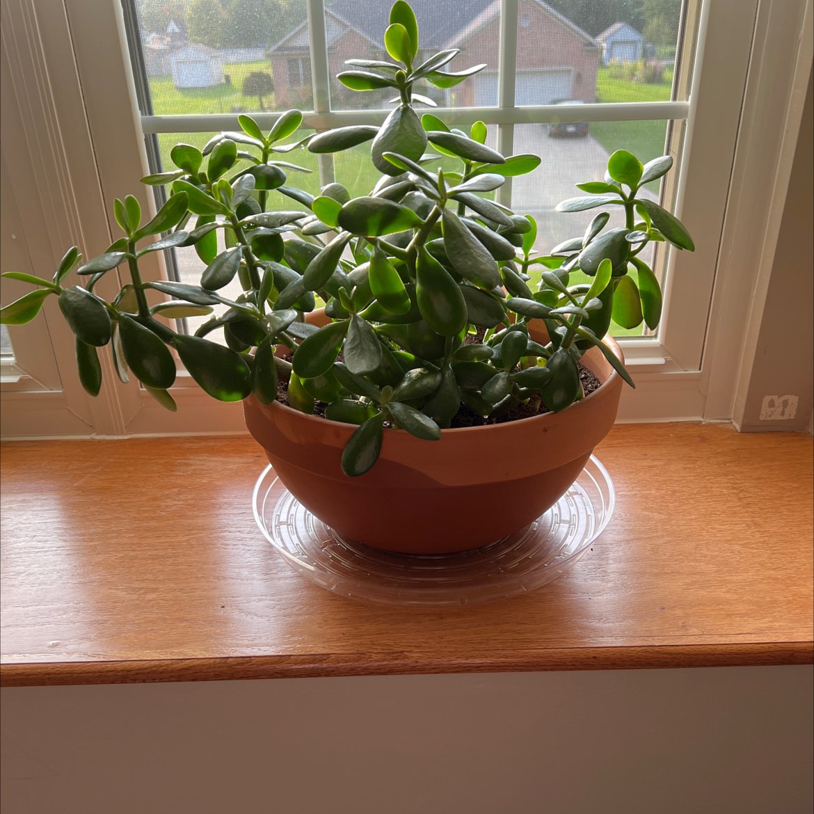 Lucky Plant plant photo by @Lisalinae65 named Lola on Greg, the plant care app.