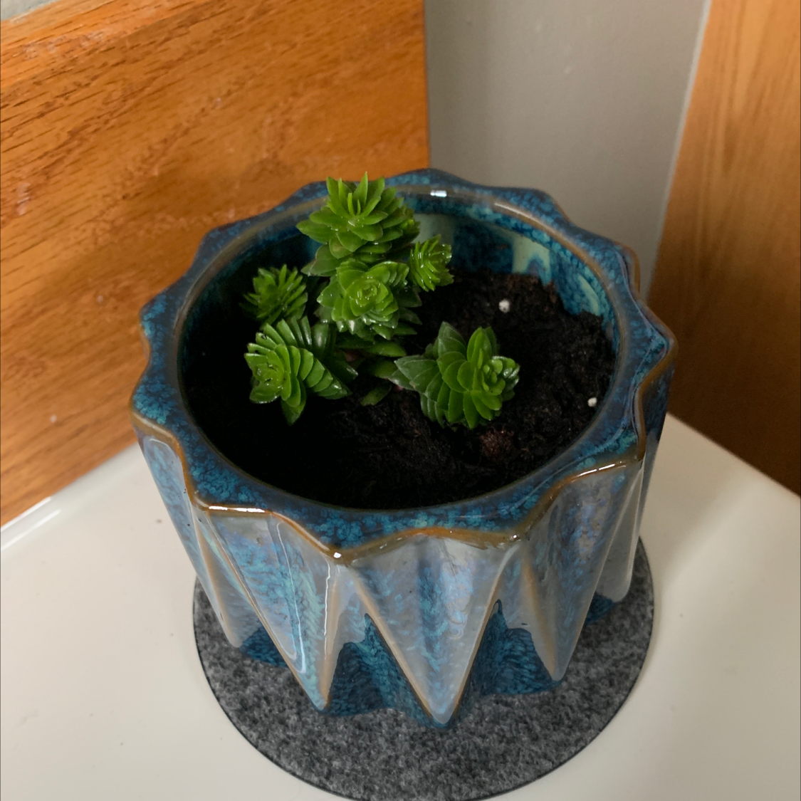 Pagoda Mini Jade plant photo by @Lisalinae65 named An on Greg, the plant care app.