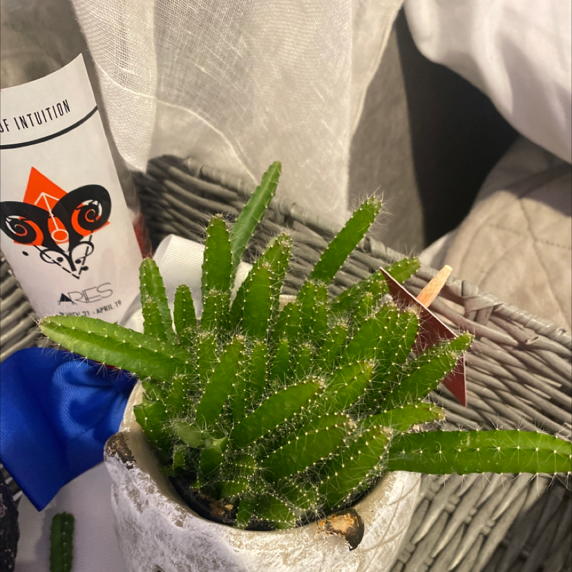 Lady Finger Cactus 'Copper King' in a pot with vibrant green stems.