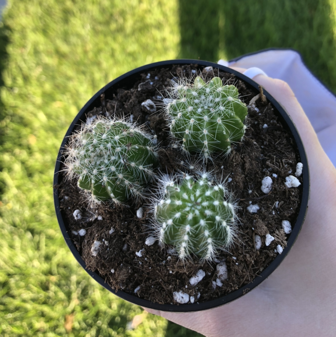 Healthy Lace Hedgehog Cactus in a pot, covered in dense white spines. Held in a hand against a green knitted background.