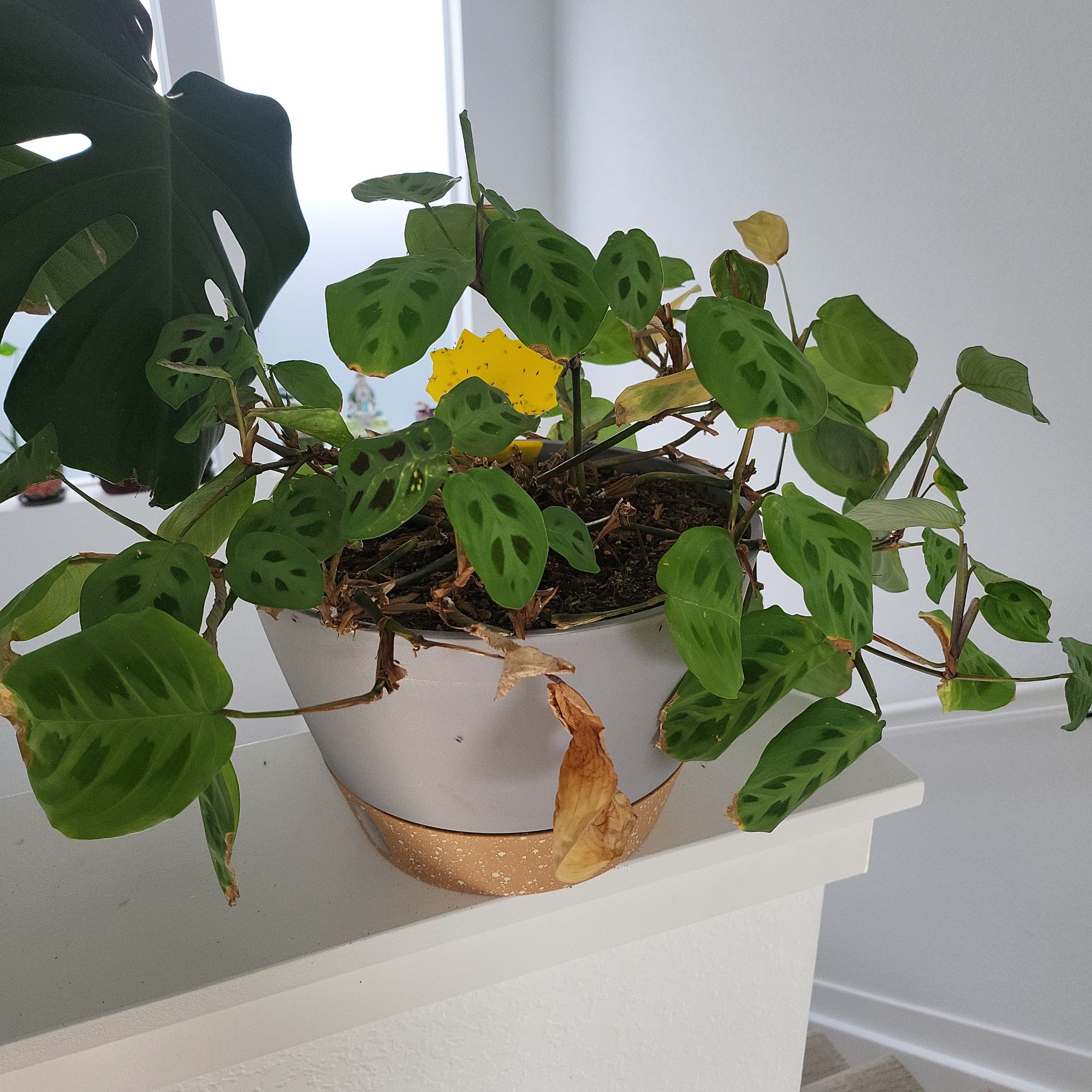 Prayer Plant in a pot with some yellowing and browning leaves, visible soil.