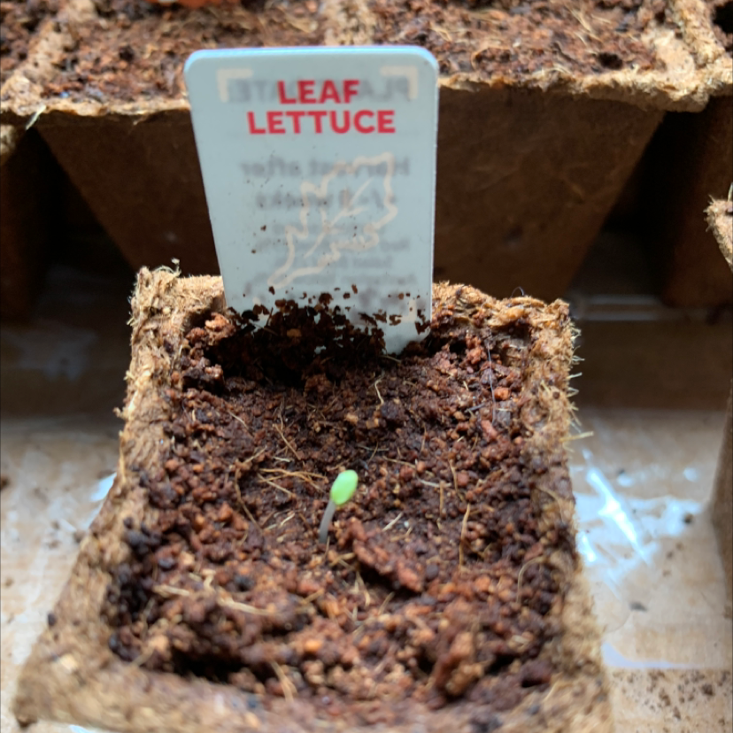 A small leaf lettuce seedling emerges from moist brown soil in a fibrous tray, with a plastic identification tag.