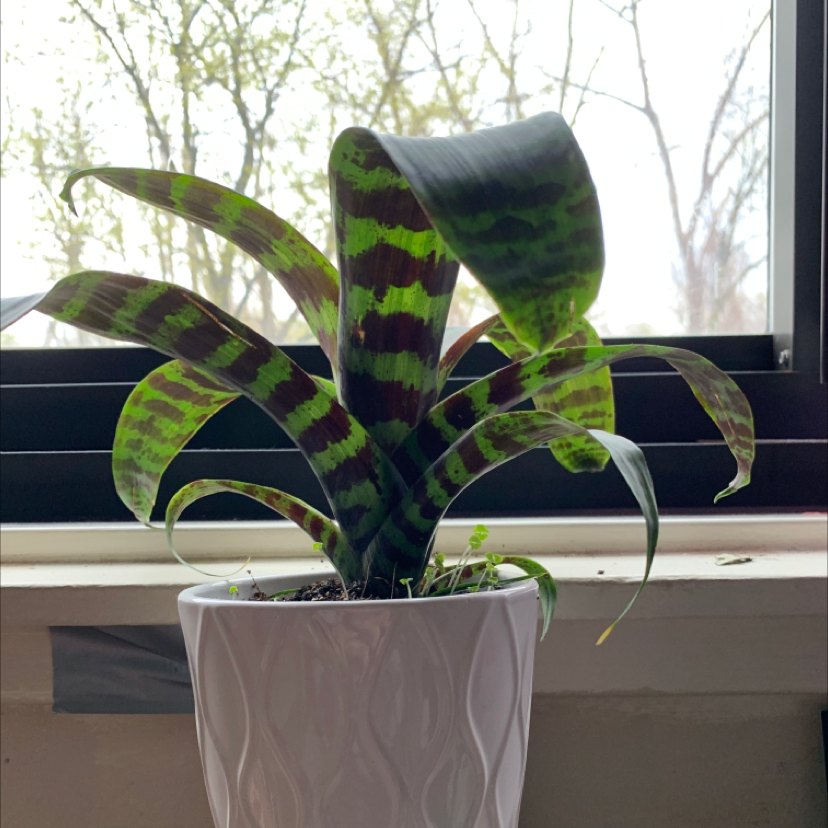 Flaming Sword Bromeliad in a white pot on a windowsill with trees visible outside.