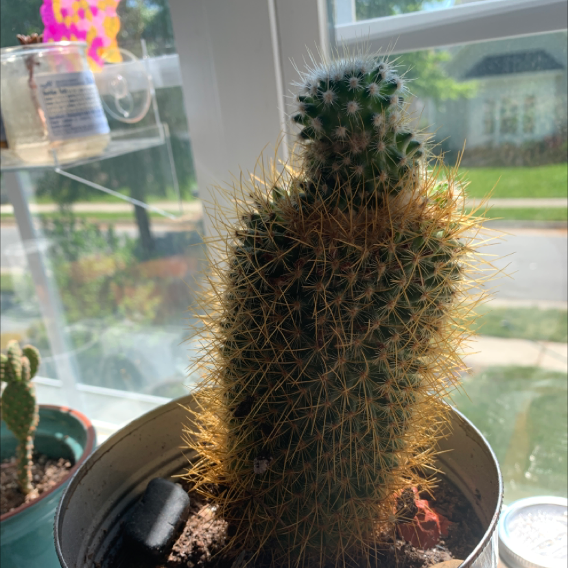 Spiny Pincushion Cactus in a pot with significant yellowing and browning.