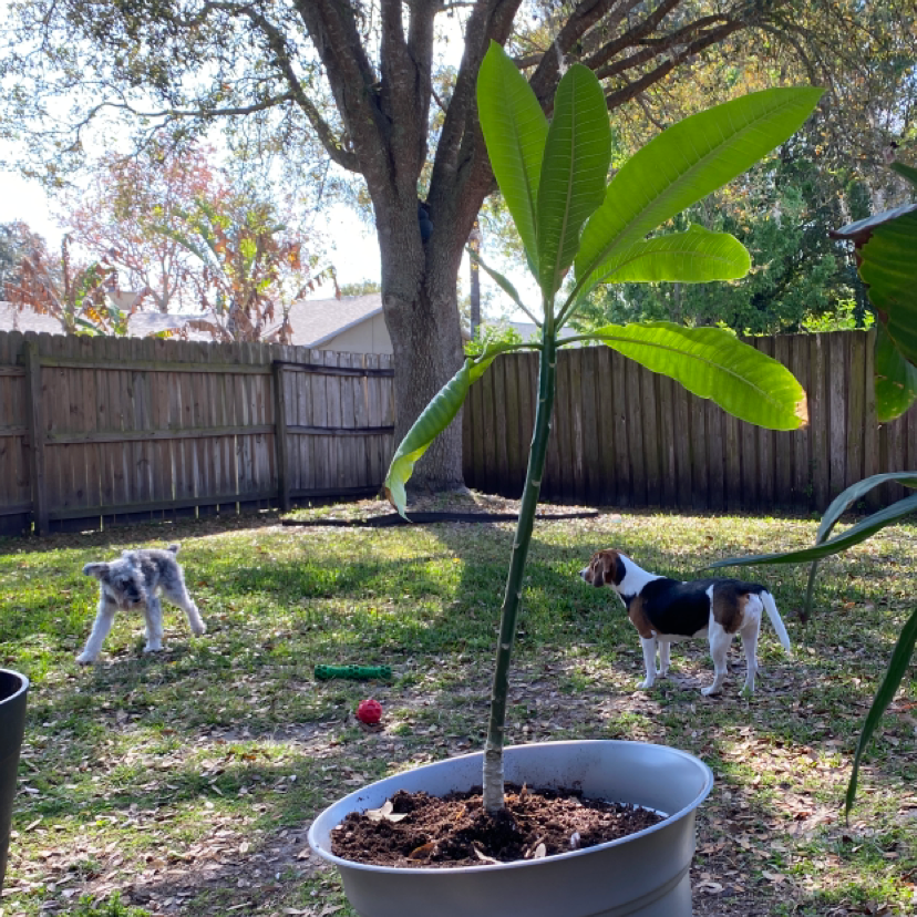 A young Red Frangipani plant in a pot, placed outdoors in a backyard.