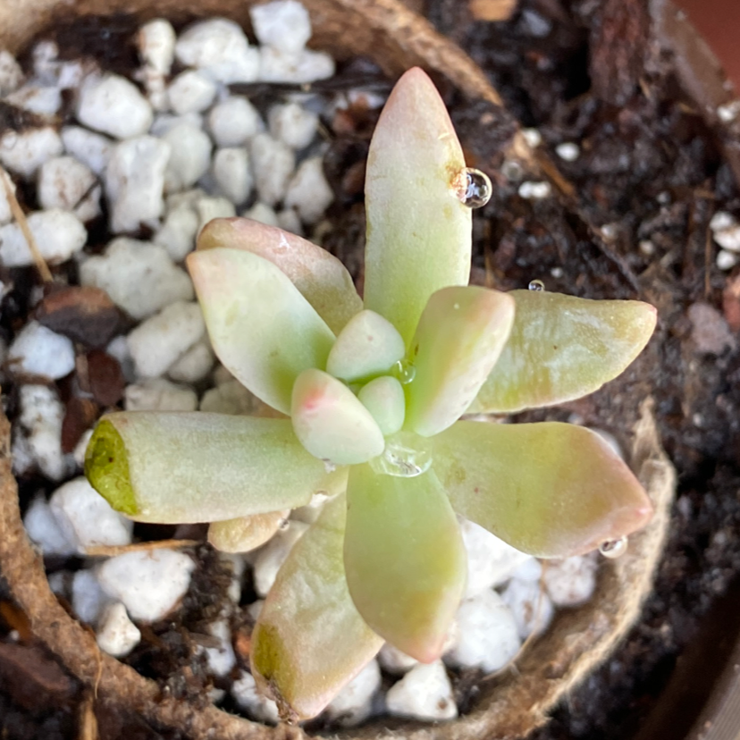 Graptosedum 'Darley Sunshine' succulent with light green and pinkish leaves in a pot with white pebbles.