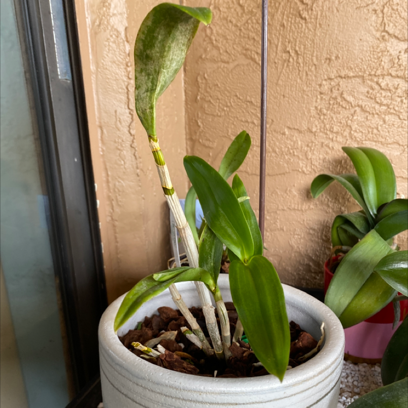 Potted Noble Dendrobium plant with some yellowing and browning leaves, placed near a window.