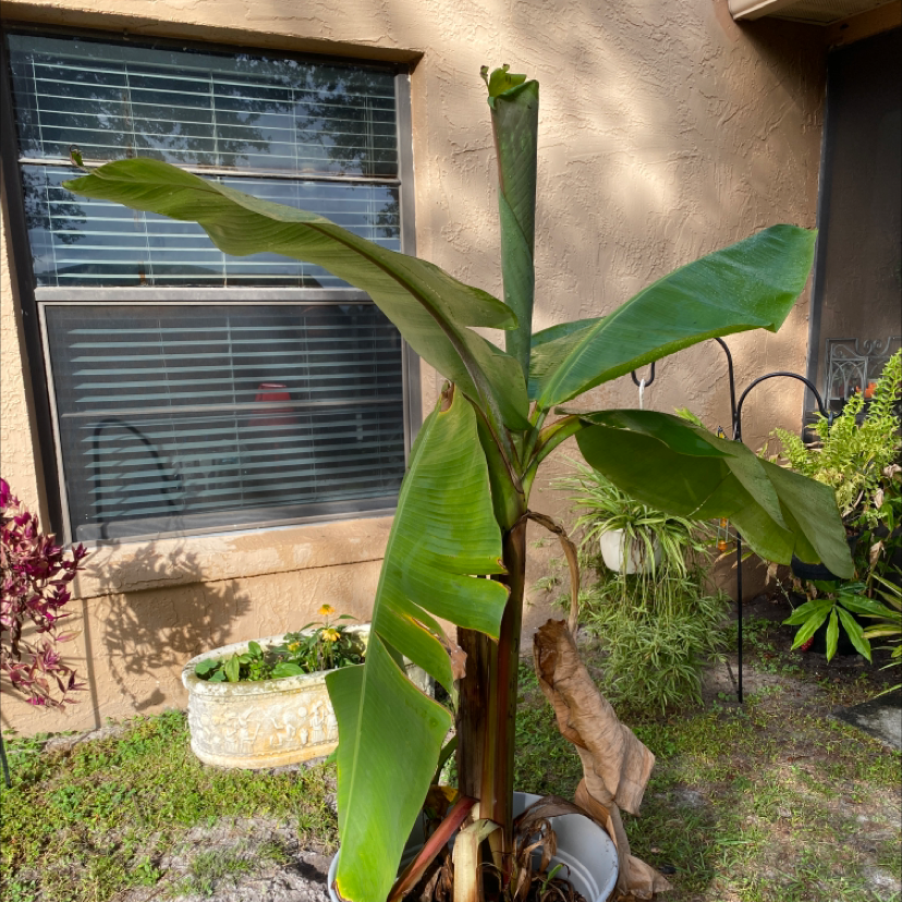 Banana plant with large green leaves in a pot near a window.