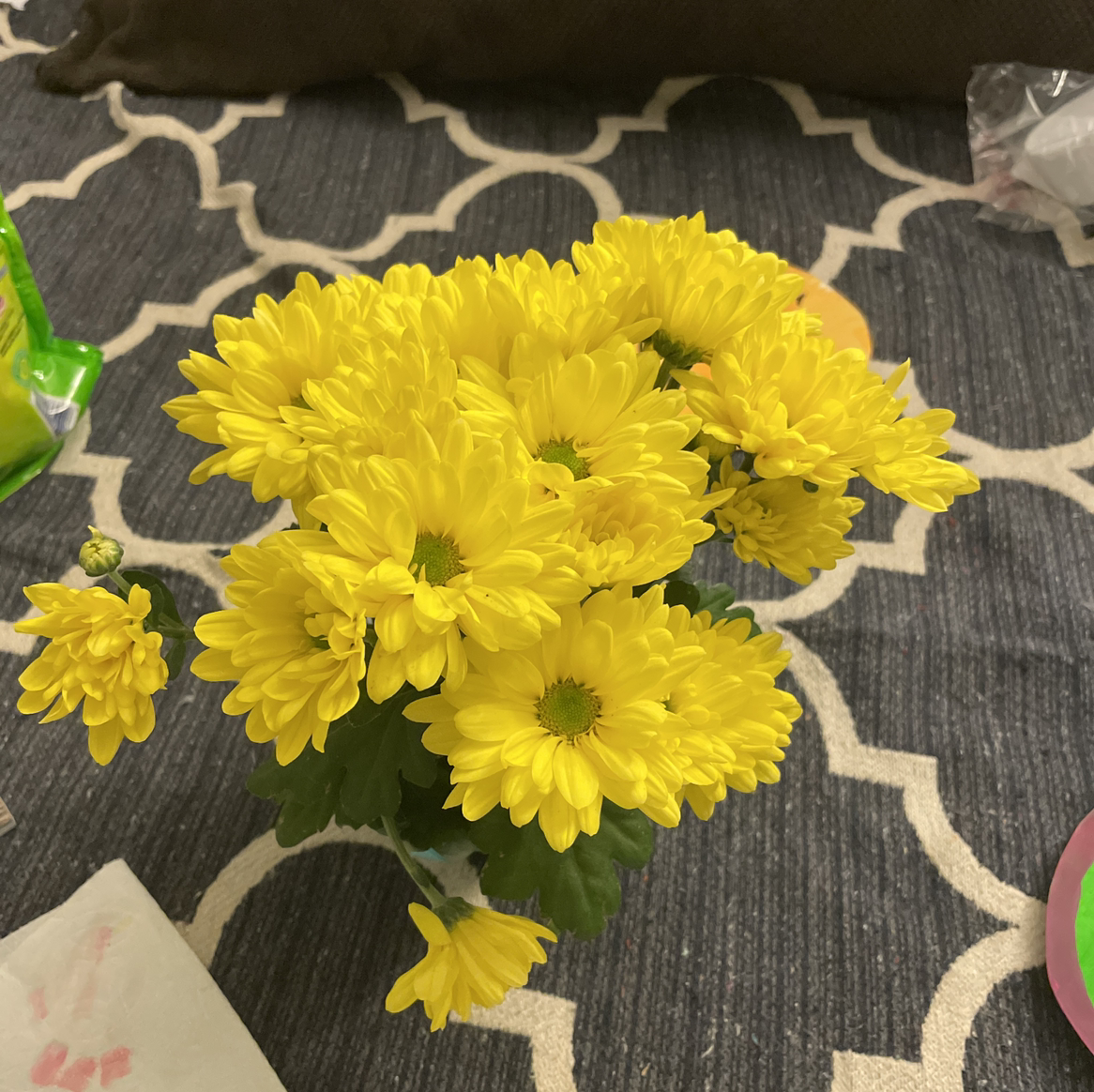 A healthy Florist's Daisy with numerous vibrant yellow flowers.
