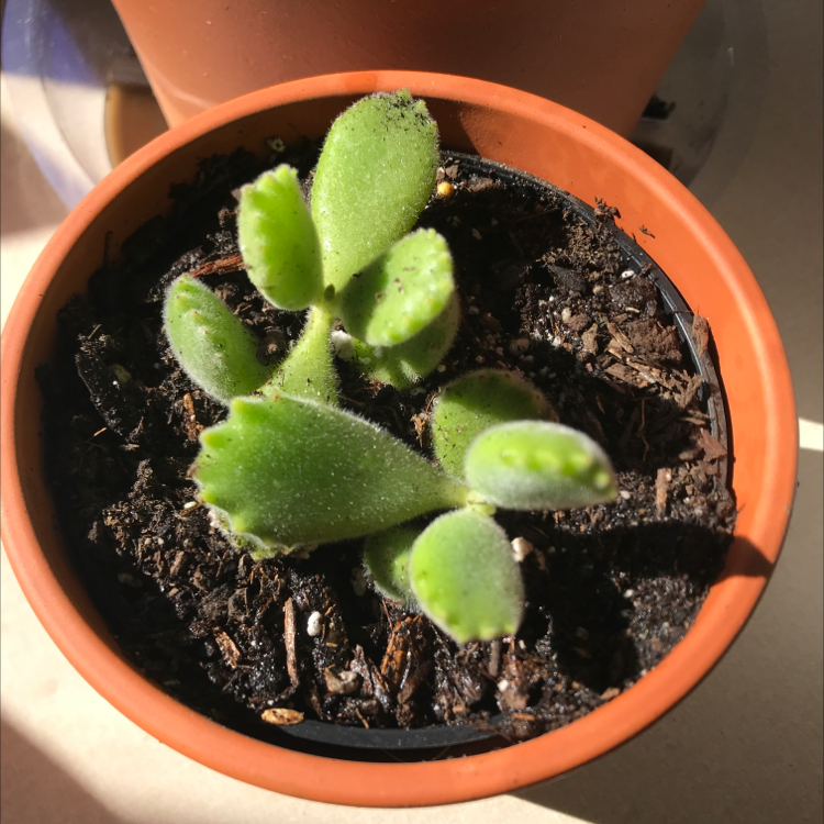 Bear's Paw plant in a small pot with visible soil, well-framed and in focus.
