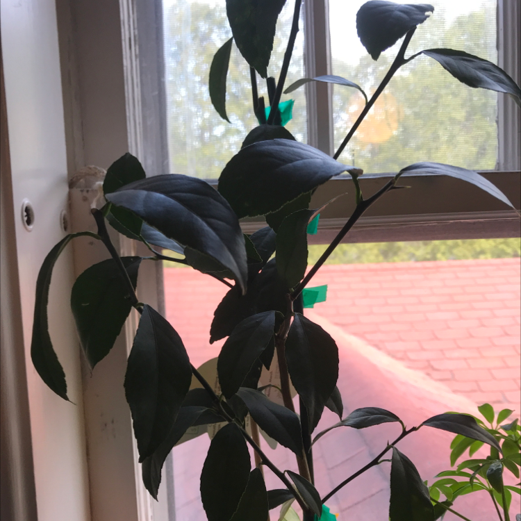Healthy Meyer lemon tree with glossy green leaves growing indoors by a sunny window.
