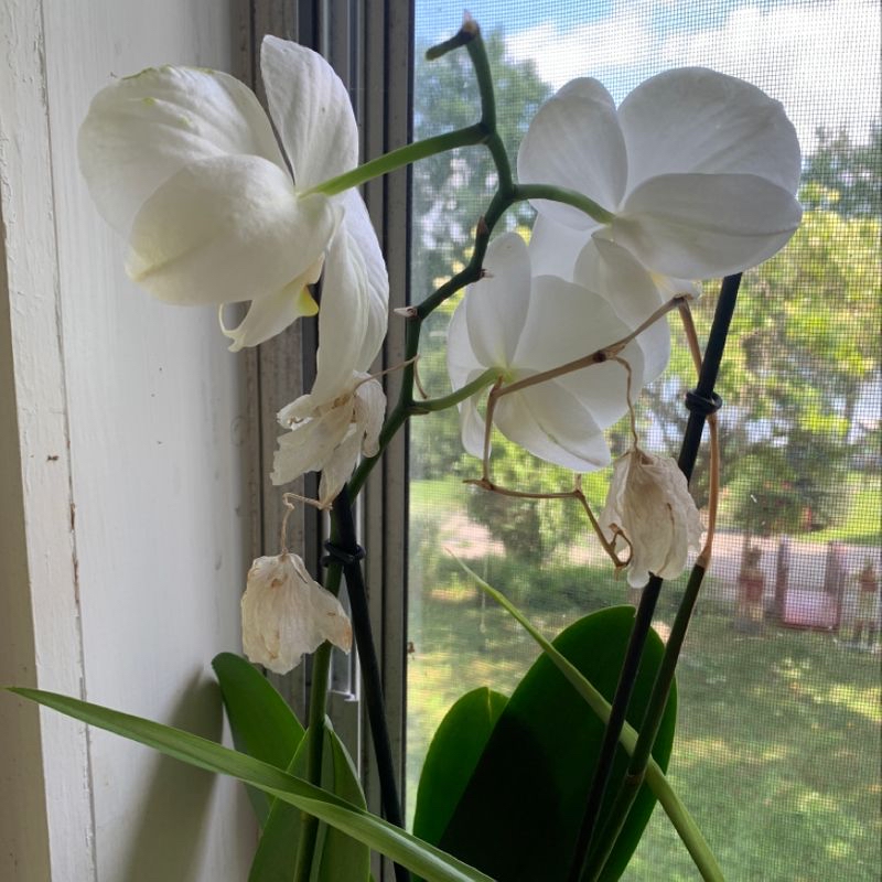 Phalaenopsis Orchid with white flowers, some wilted, near a window.