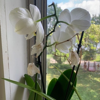 Phalaenopsis Orchid plant in North Salem, New York