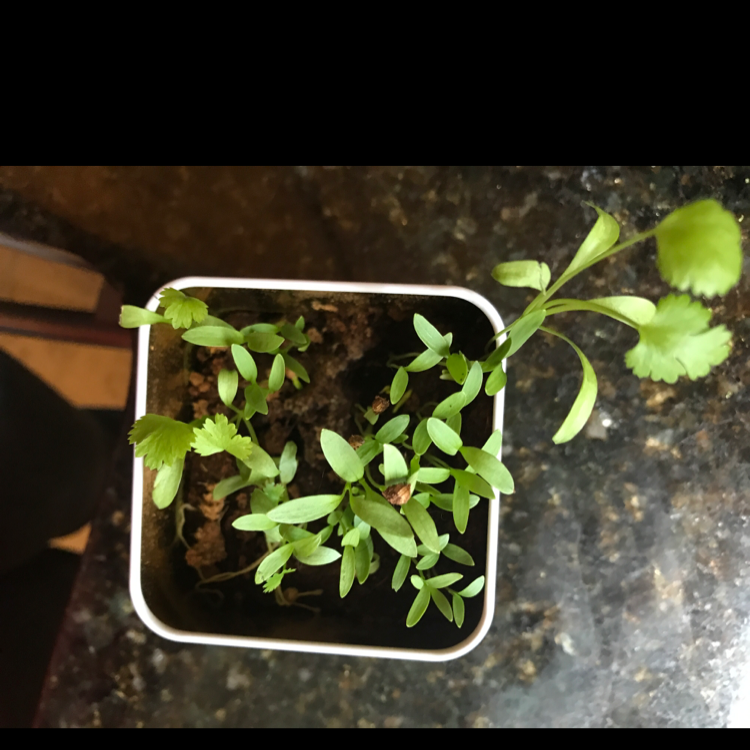 A healthy potted Coriander plant with green leaves and visible soil.