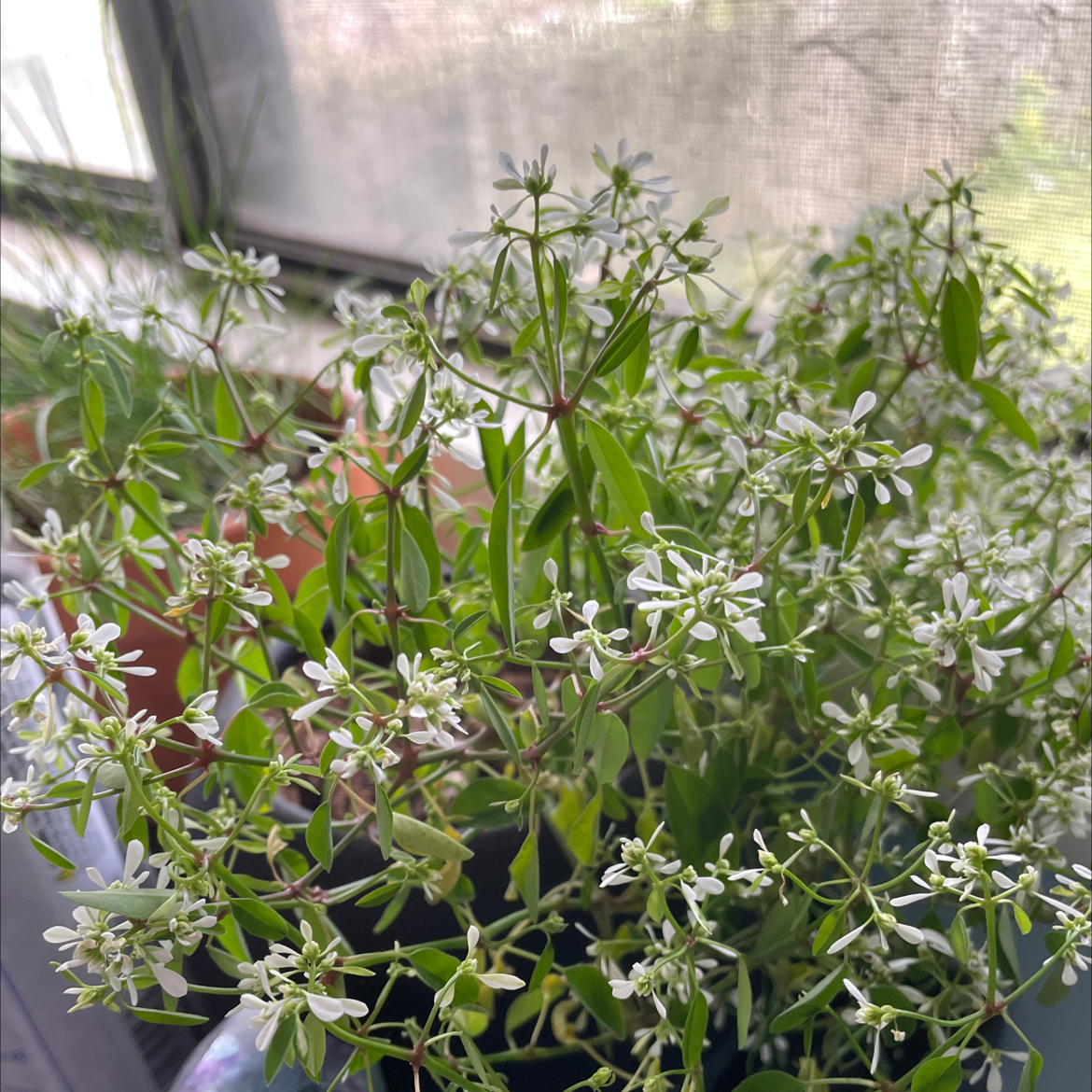 Photo of the plant species Little christmas flower by @RehabBhabie named Maya on Greg, the plant care app