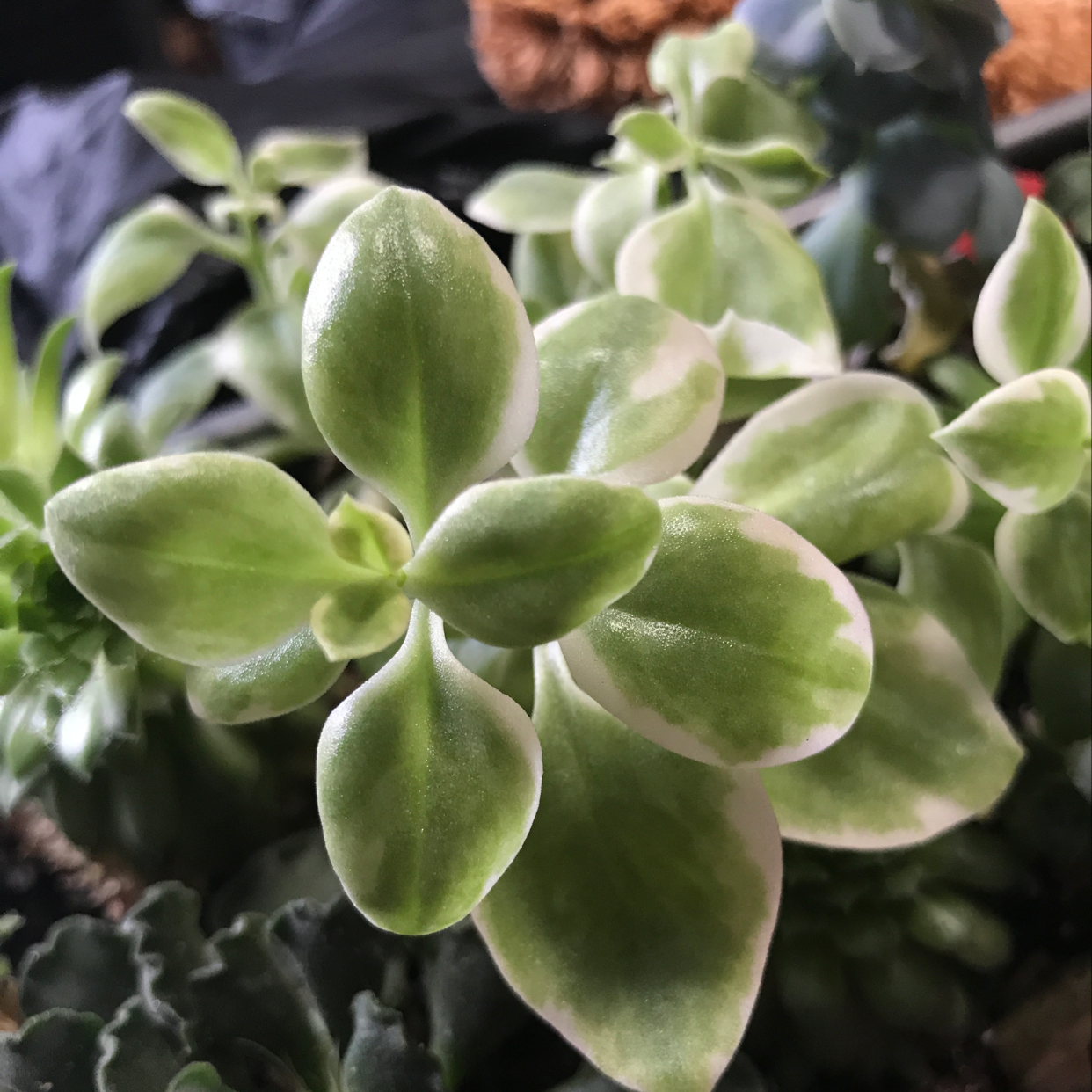 Healthy Baby Sun Rose plant with vibrant green and white variegated leaves.