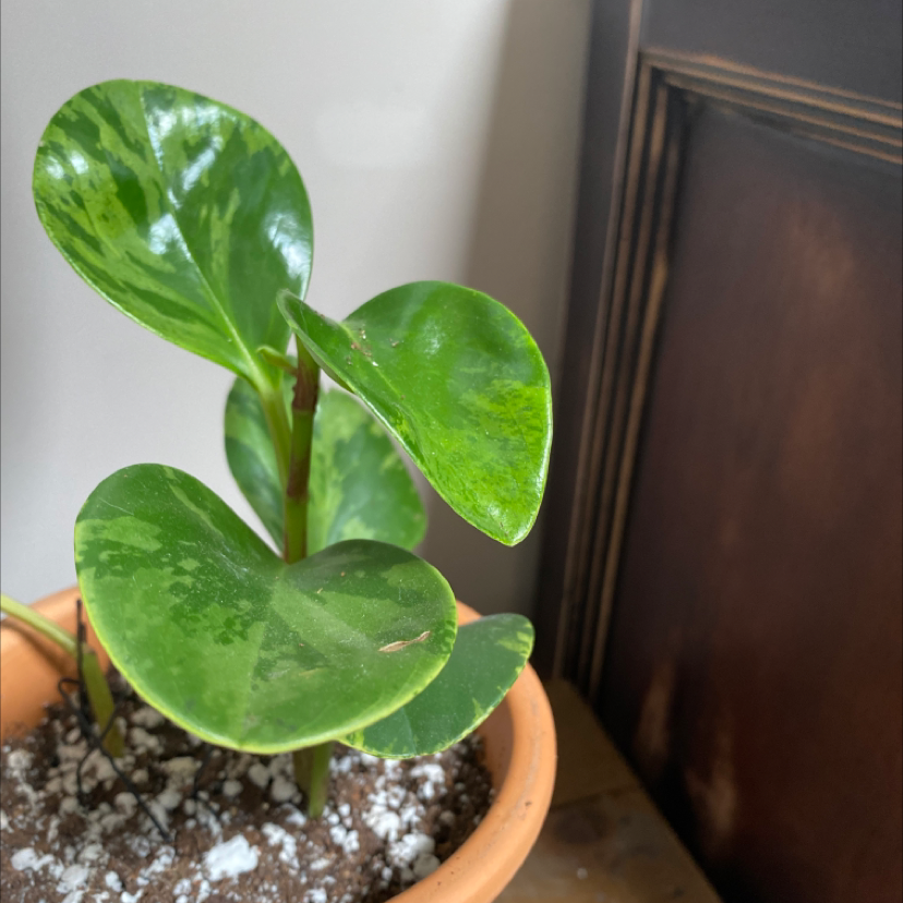 Marble Peperomia plant in a terracotta pot with healthy, glossy green leaves.
