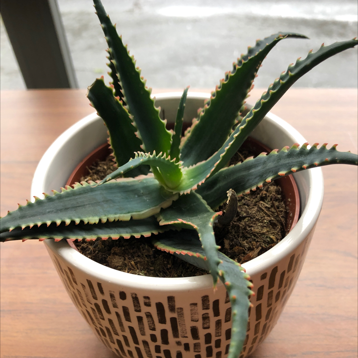 Photo of the plant species Thorn-Crested Century Plant by Amy named Your plant on Greg, the plant care app