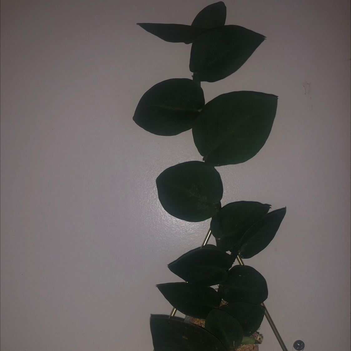 Photo of the plant species rhaphidophora korthalsii thai constellation by @ThatPlantBitch named Katalin on Greg, the plant care app