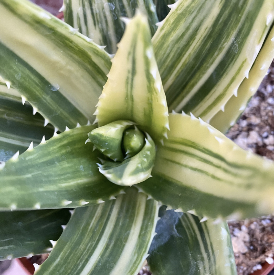 Photo of the plant species Gold Tooth Aloe by @ThatPlantBitch named Marty on Greg, the plant care app