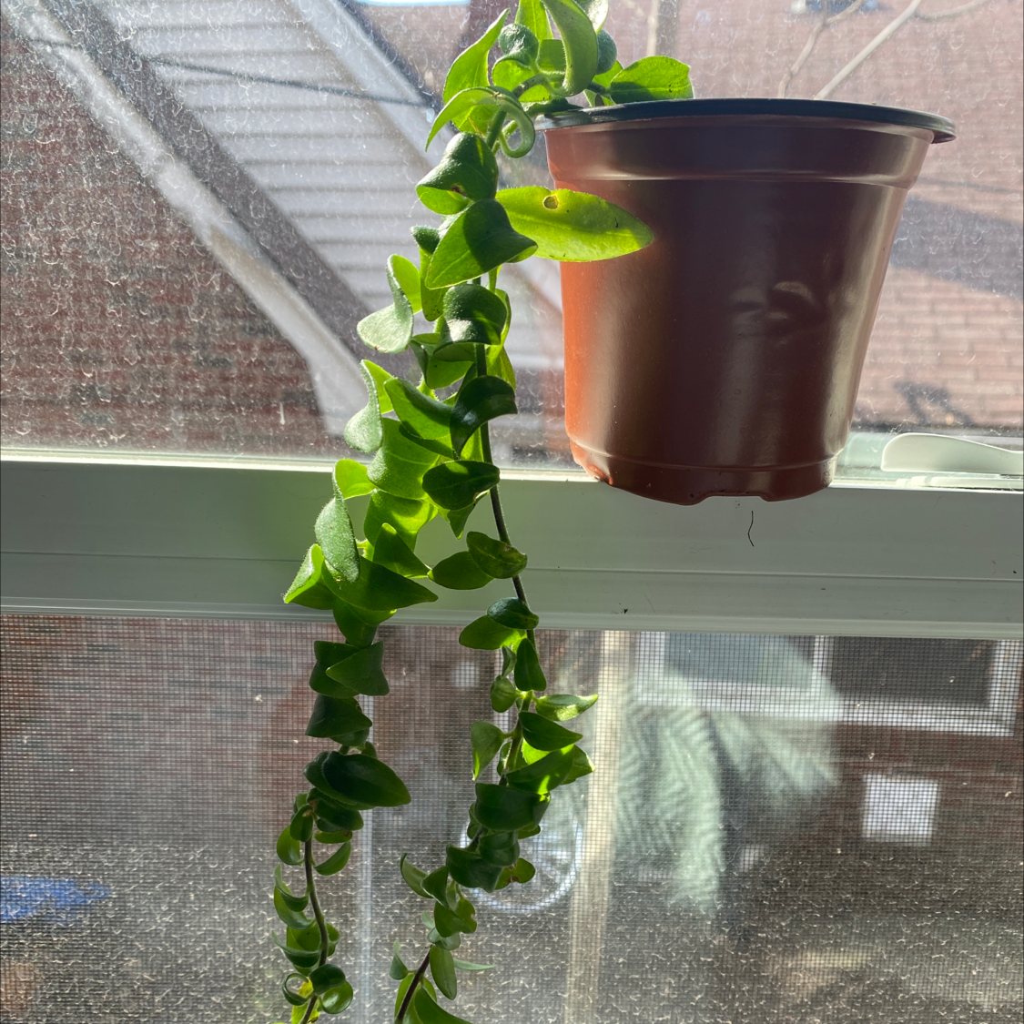 Twisted Lipstick Plant in a pot on a windowsill with vibrant green leaves.