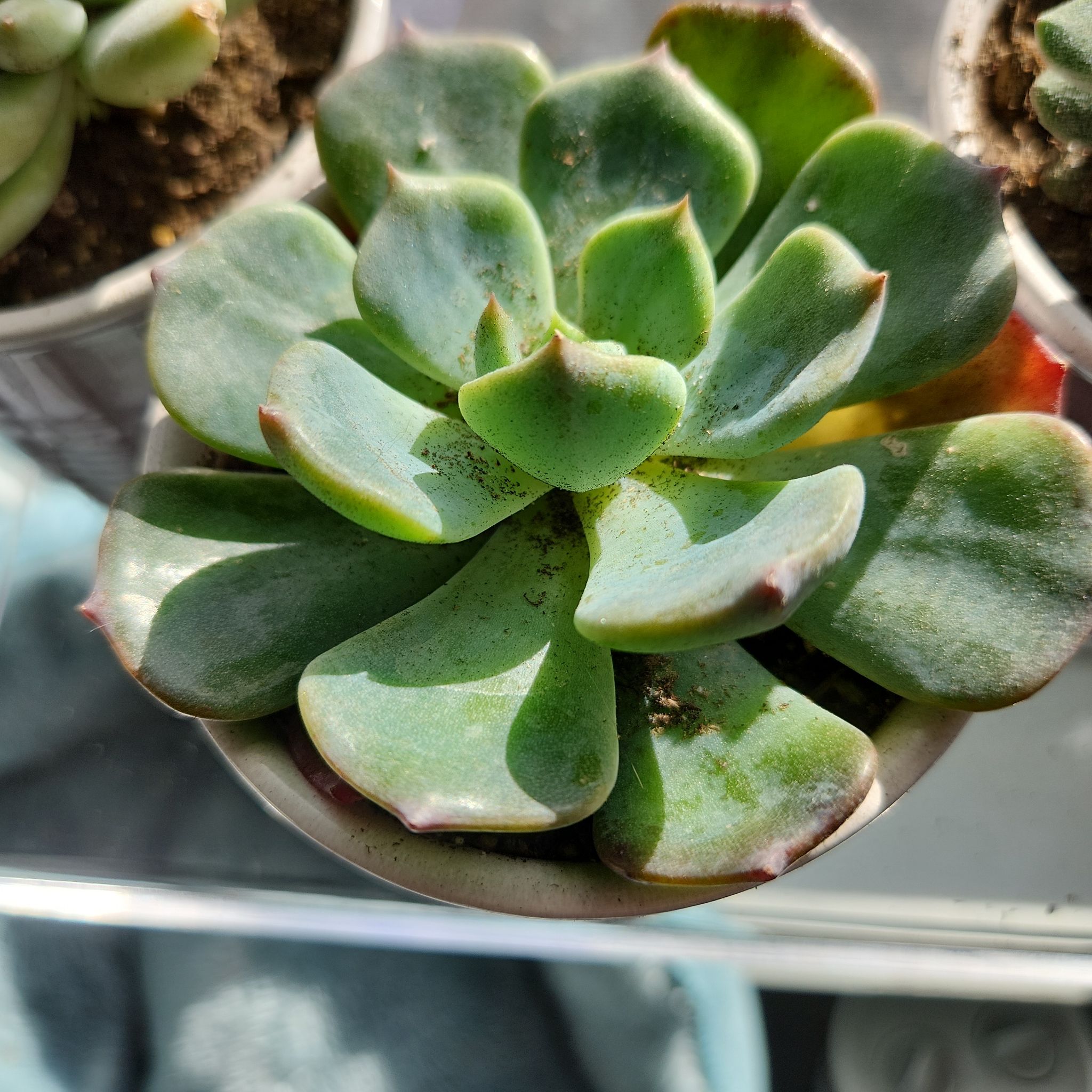 Photo of the plant species Echeveria 'Blue Topaz' by @RelevantSquash named Blue Topaz on Greg, the plant care app