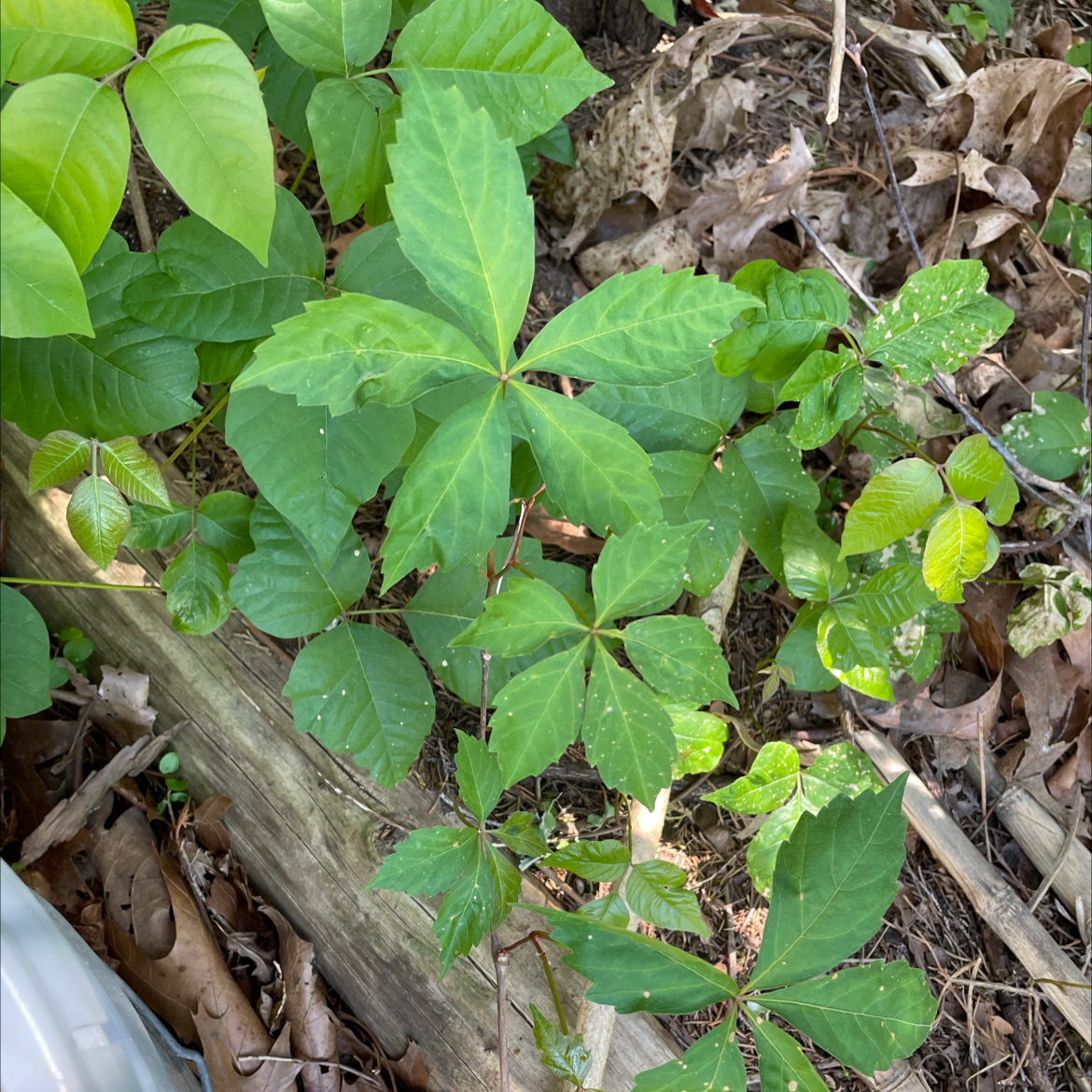 Virginia Creeper plant with green leaves in an outdoor setting with visible soil and surrounding foliage.