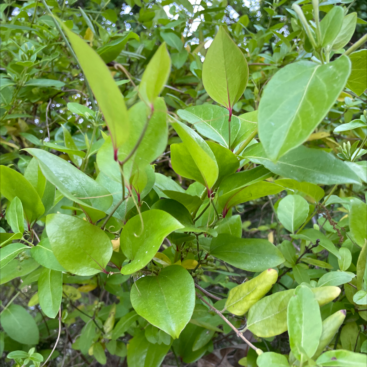 Photo of the plant species Common Greenbrier by Katie named Your plant on Greg, the plant care app