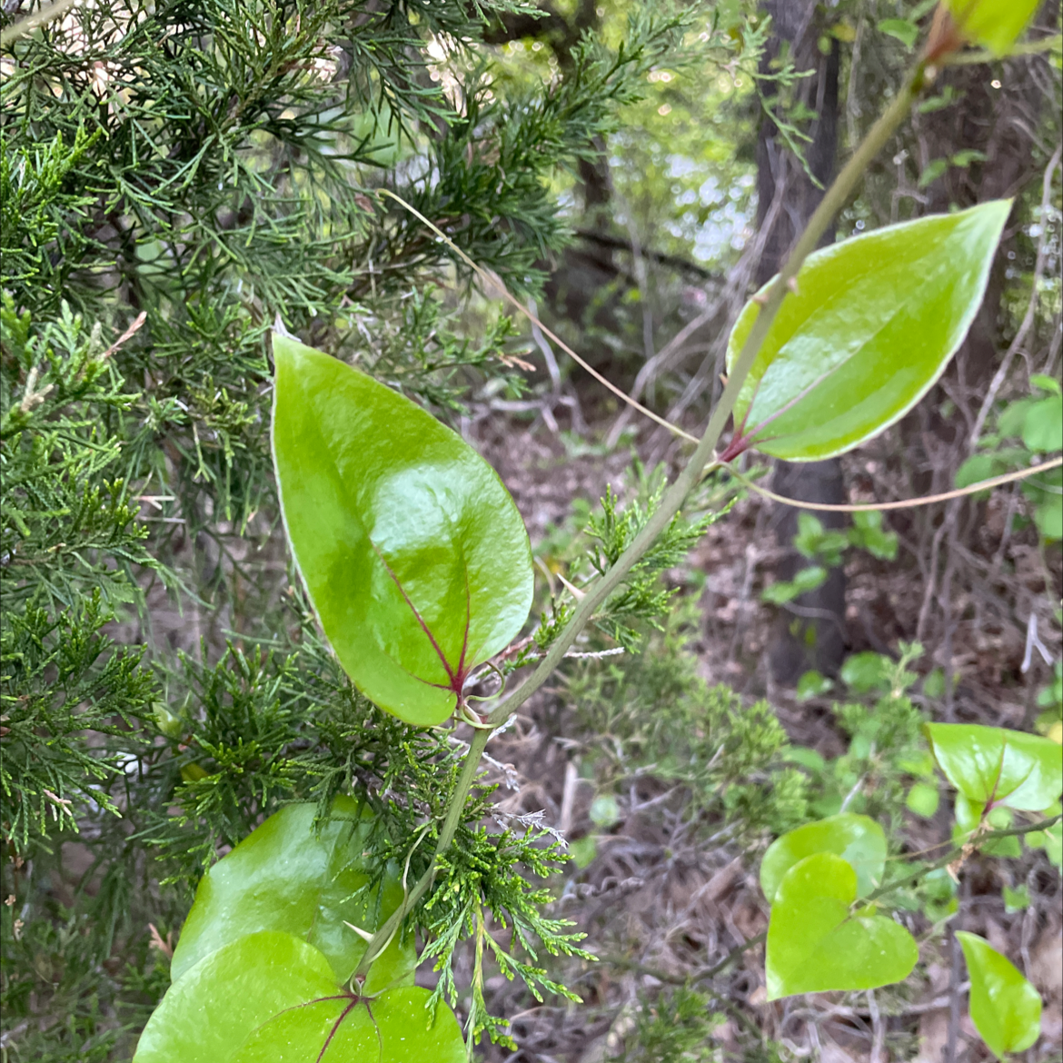 Photo of the plant species Common Greenbrier by Katie named Your plant on Greg, the plant care app