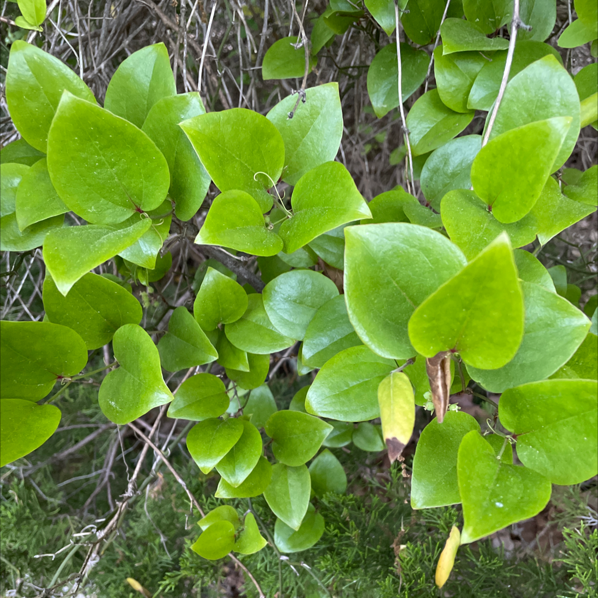 Photo of the plant species Common Greenbrier by Katie named Your plant on Greg, the plant care app