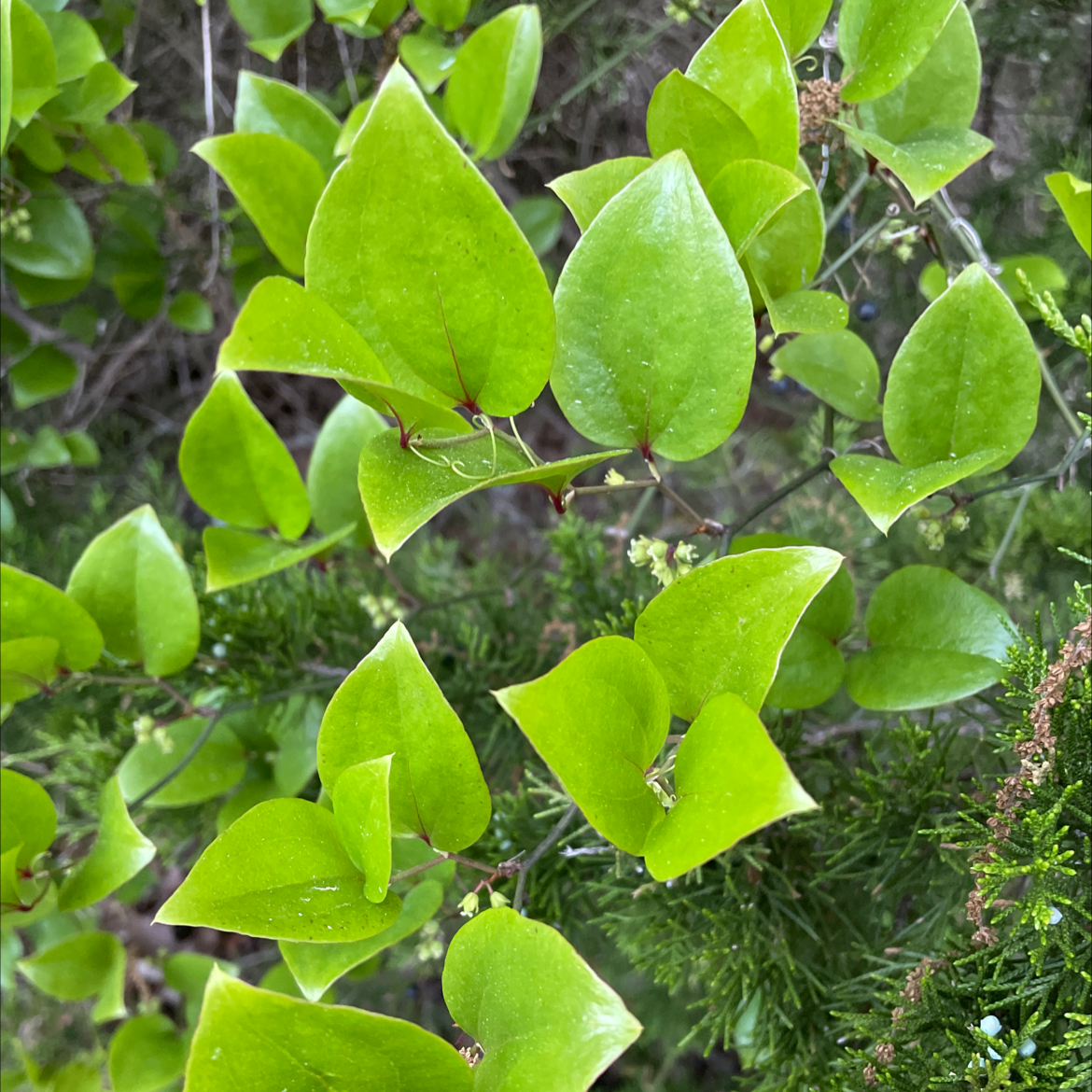 Photo of the plant species Common Greenbrier by Katie named Your plant on Greg, the plant care app