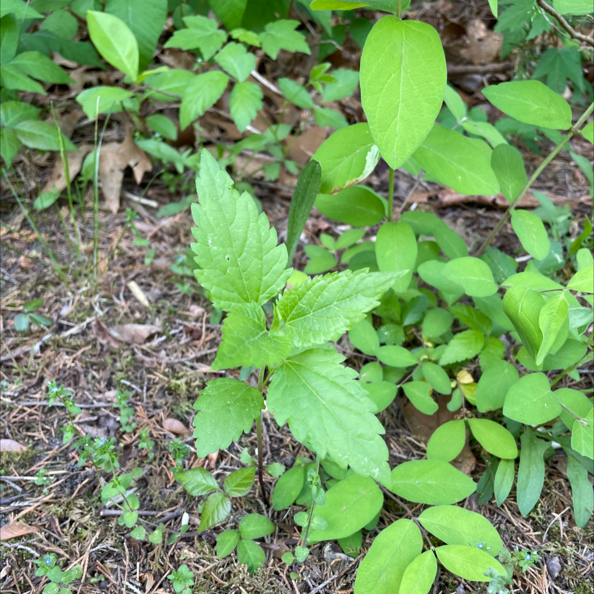 Plant care for Brewer's Monkeyflower on Greg, the plant care app