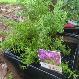 Lavandula Pedunculata plant in Manoora, Queensland