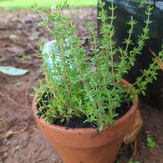 Common Thyme plant in Manoora, Queensland