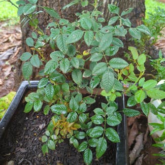 Tea Rose plant in Manoora, Queensland