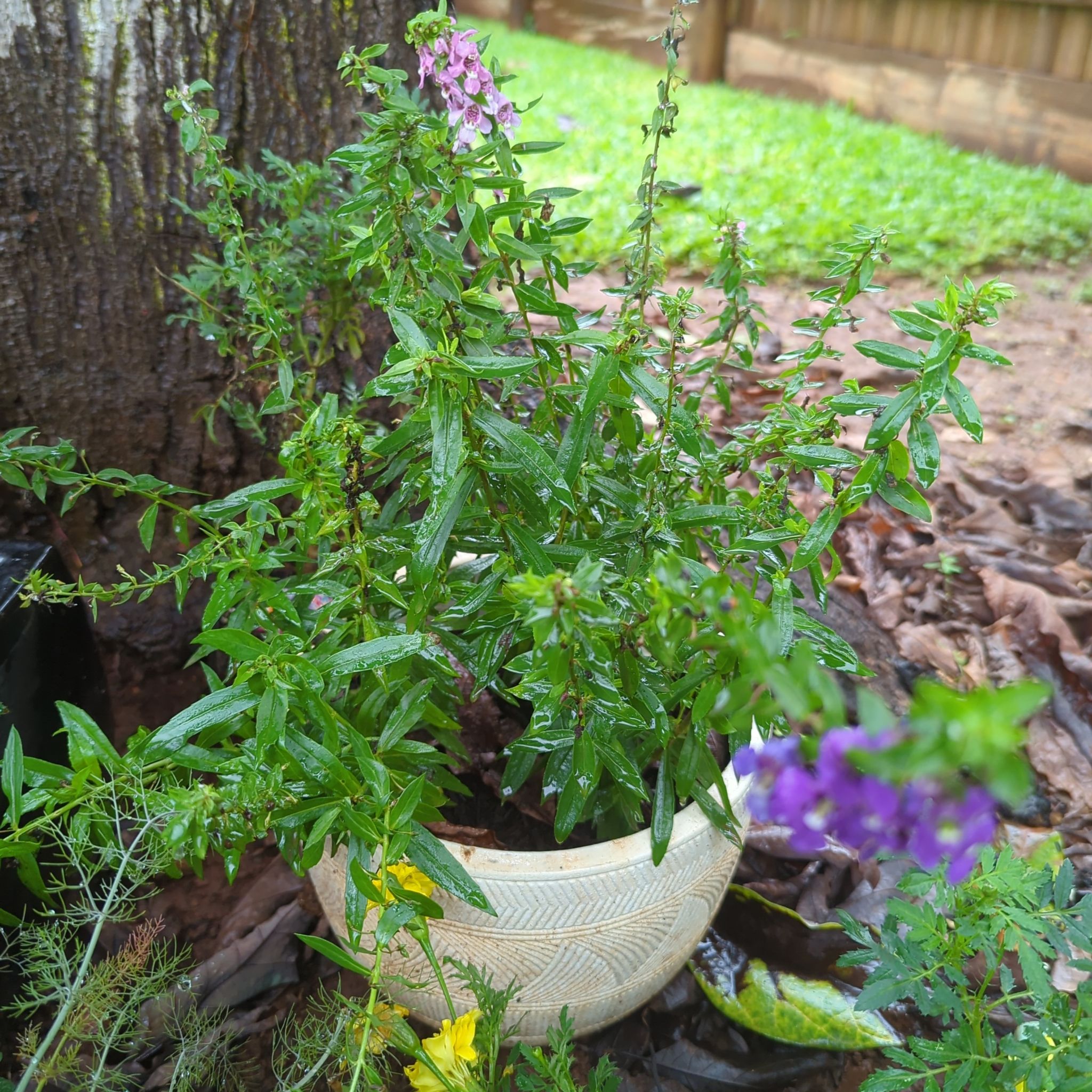 Photo of the plant species Angelonia 'Serenita Purple' by @EquableAllspice named Angelonia Serenita on Greg, the plant care app