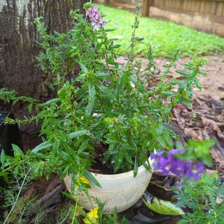 Angelonia 'Serenita Purple' plant in Manoora, Queensland