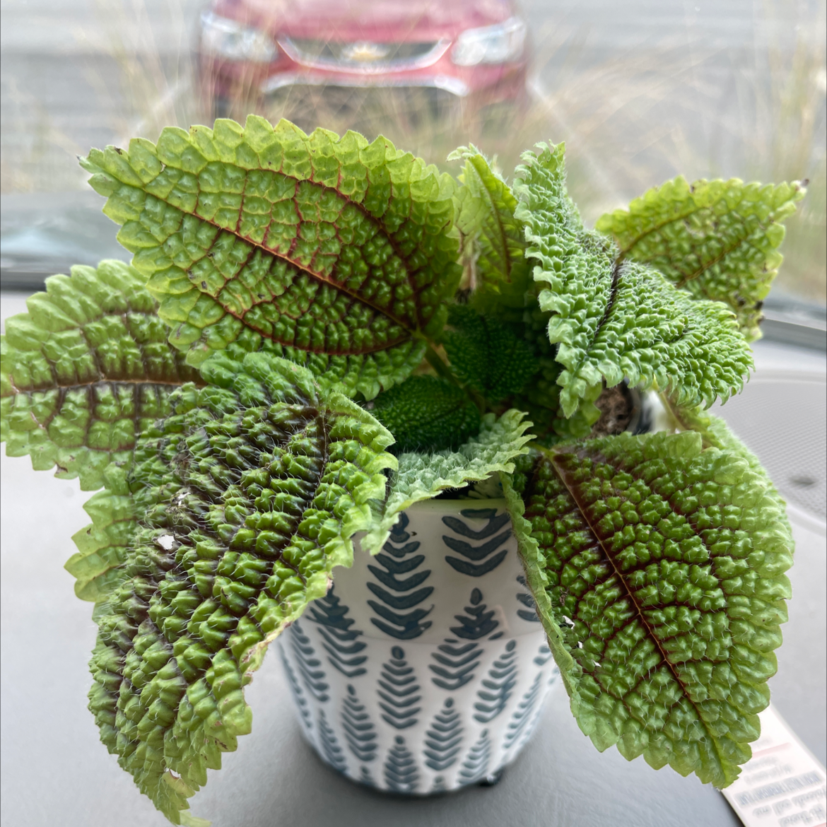 Photo of the plant species Friendship Plant by @hanfrey named rhonda on Greg, the plant care app