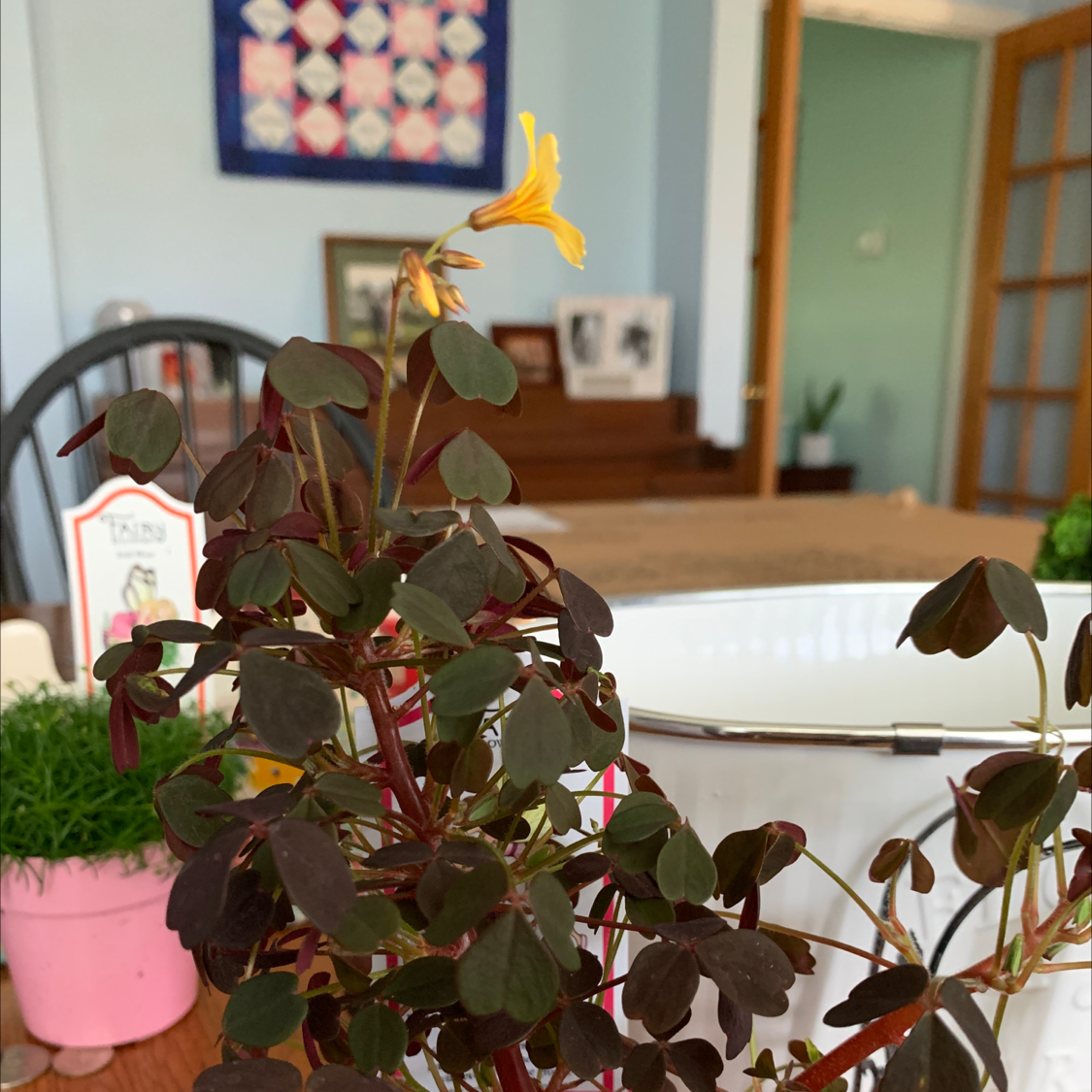 Photo of the plant species Volcanic Sorrel 'Zinfandel' by Maggie named Ruby on Greg, the plant care app