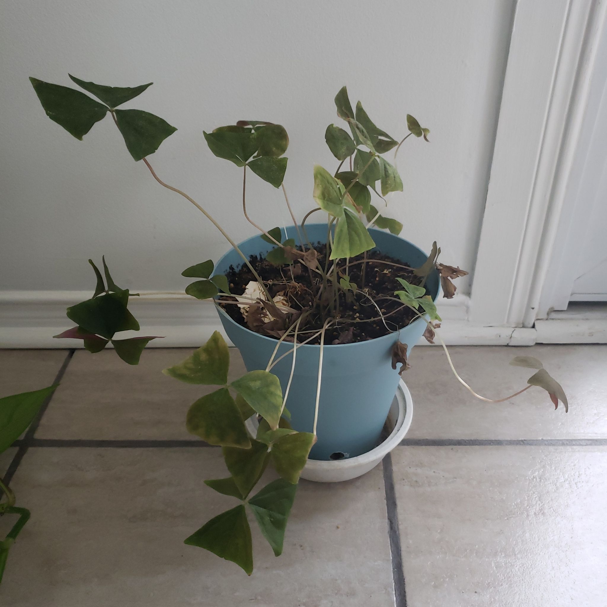 Potted Shamrock plant with some yellowing and browning leaves, indoors.