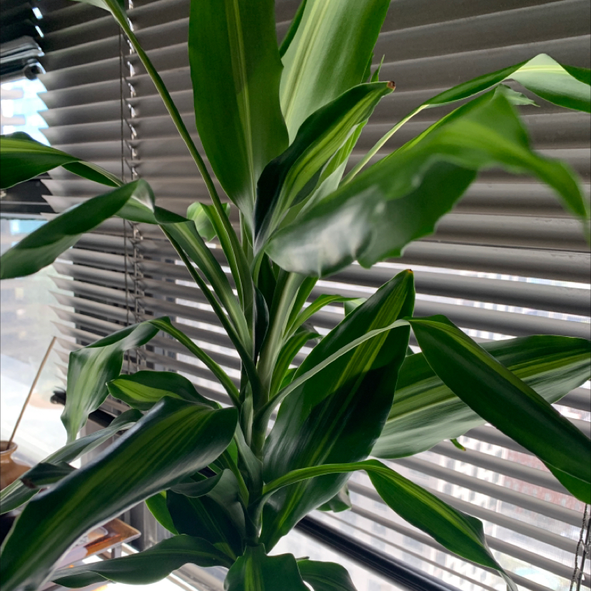 Photo of the plant species Large-Leaved Dragon Tree by Elena named Apollo on Greg, the plant care app