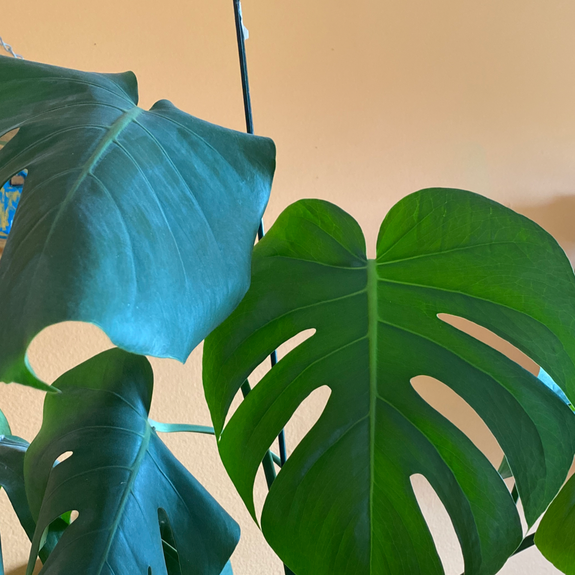 Monstera plant photo by @Emma.je4n named Mrs sexy on Greg, the plant care app.