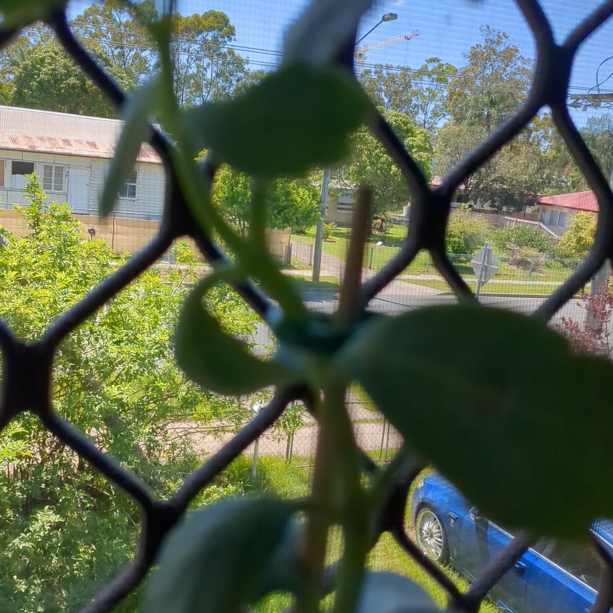 Blurry image of a Hardy Orange plant taken through a mesh screen with outdoor background.