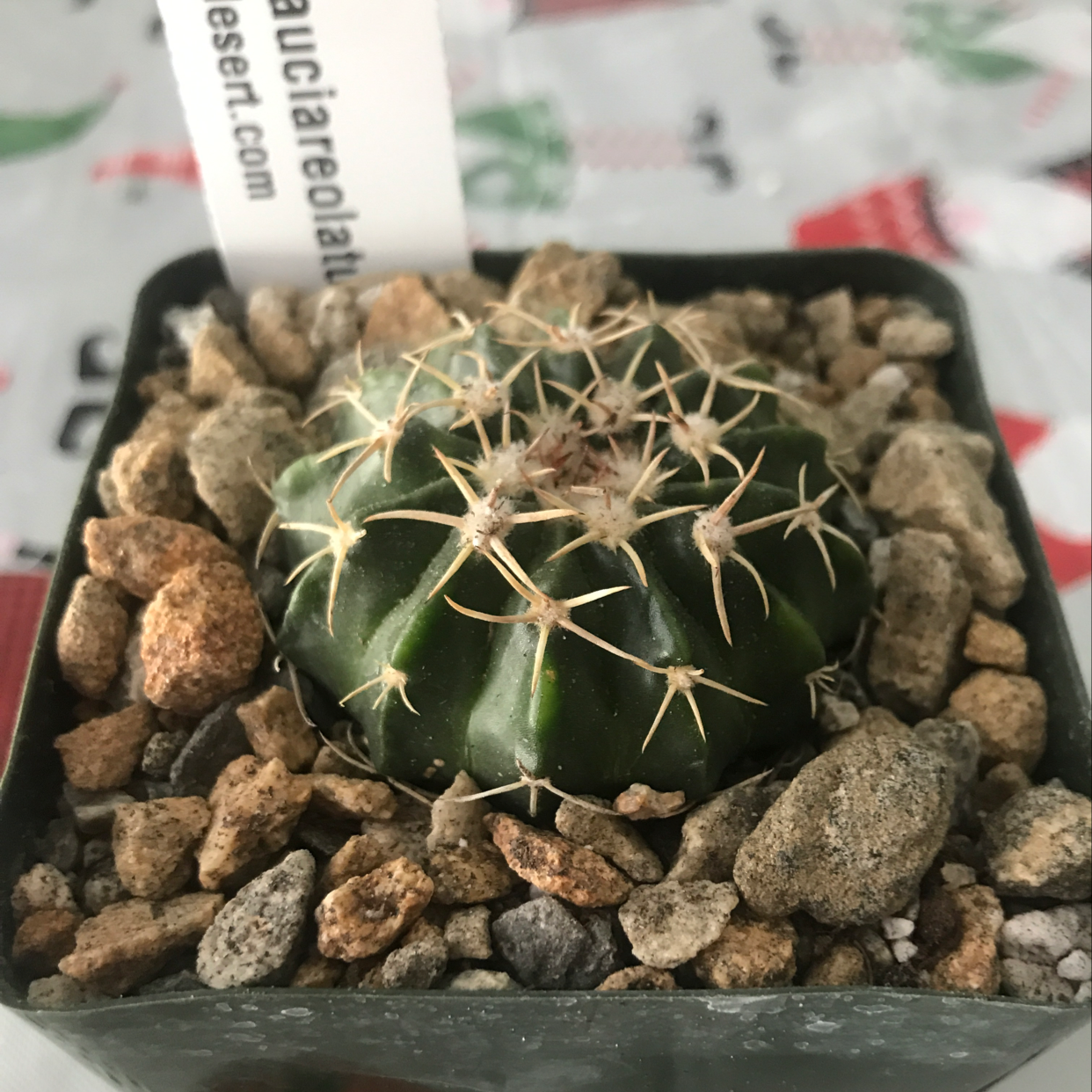 Plant care for Wigginsia Cactus on Greg, the plant care app