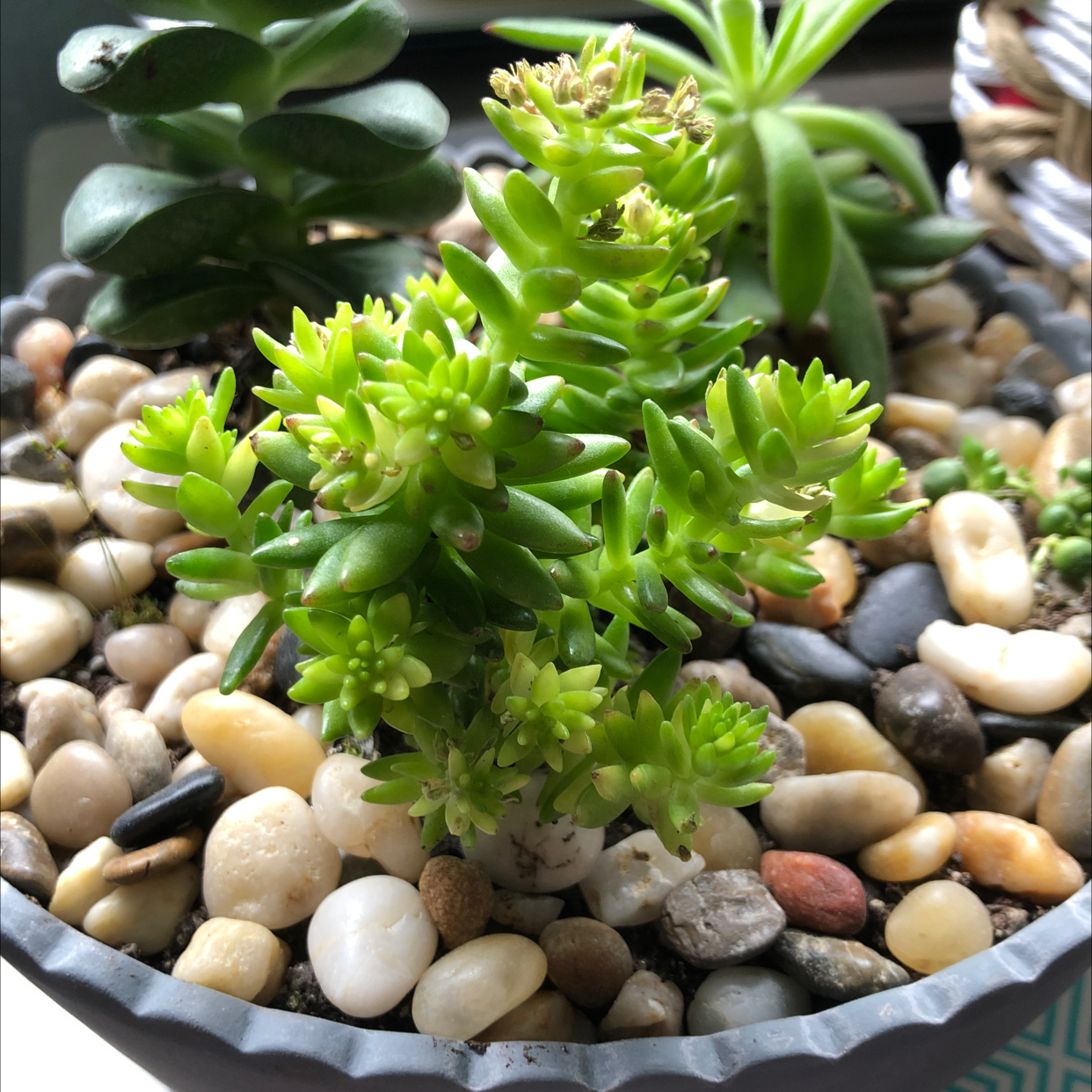 Jenny's Stonecrop succulent plant in a pot with pebbles, healthy green leaves.