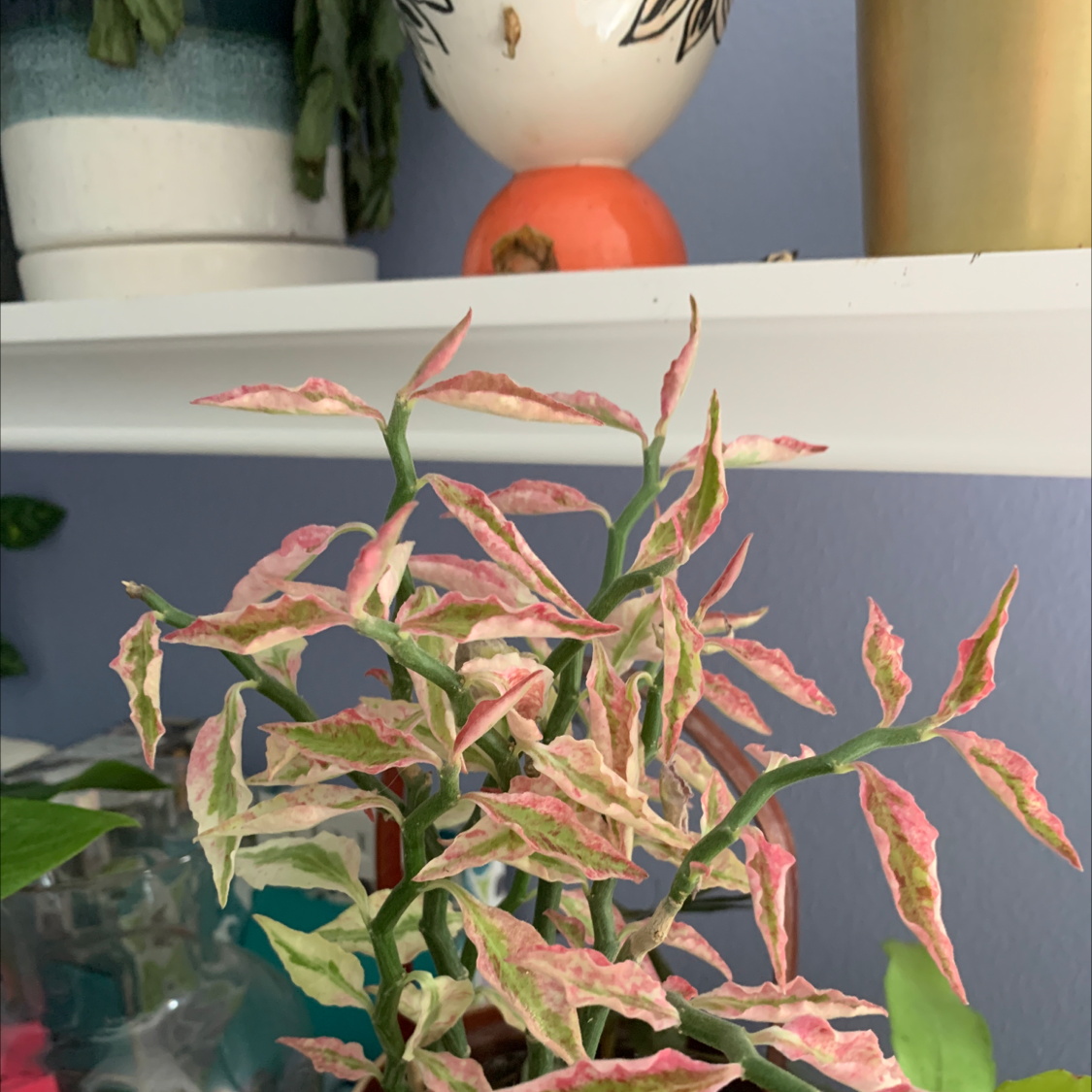 Healthy Japanese Poinsettia plant with vibrant red, pink and green variegated leaves in a pot on a white shelf.